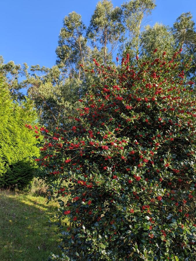 Casa Da Mata Βίλα Paredes de Coura Εξωτερικό φωτογραφία